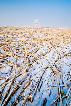 Winter Landscape With Frosted Trees Royalty Free Stock Photo Winter Landscape With Frosted Trees Royalty Free Stock Photo