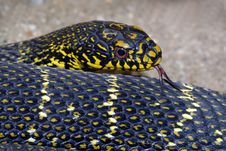 Free Bull Snake Stock Photos - 7776263