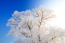 Winter Landscape With Frosted Trees Stock Photos Winter Landscape With Frosted Trees Stock Photos