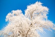 Winter Landscape With Frosted Trees Royalty Free Stock Photography Winter Landscape With Frosted Trees Royalty Free Stock Photography