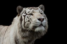 White Tiger Stock Images