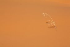 Reed In The Desert Stock Images