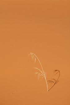 Reed In The Desert Royalty Free Stock Image Reed In The Desert Royalty Free Stock Image