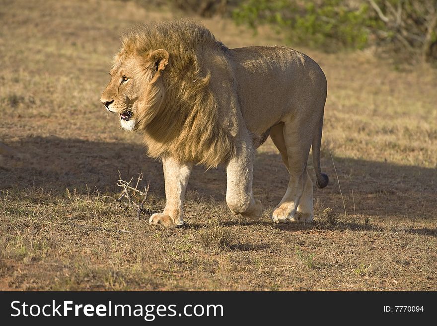 A proud African Male Lion strides confidently towards the Photographer. A proud African Male Lion strides confidently towards the Photographer
