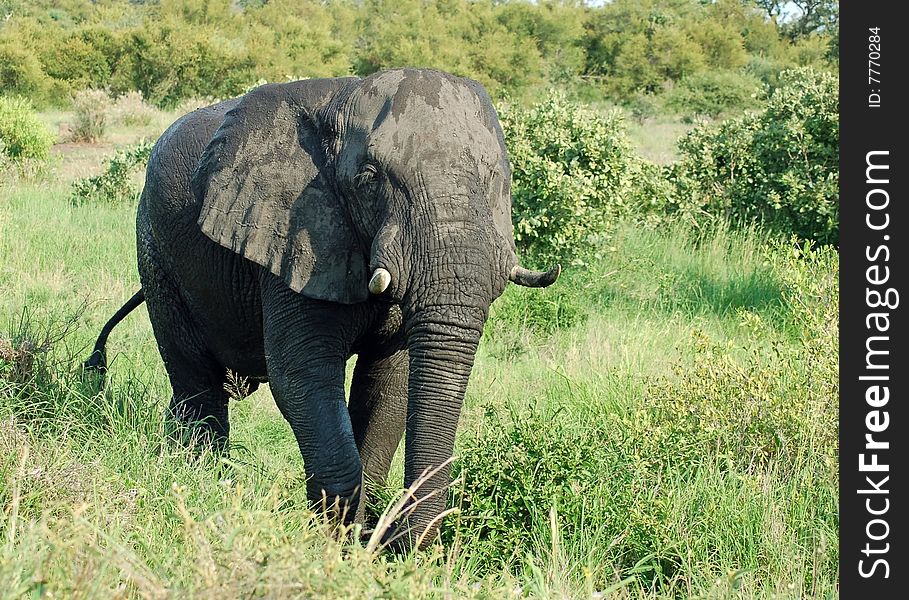 An African Elephant (Loxodonta africana) in the Kruger Park, South Africa. An African Elephant (Loxodonta africana) in the Kruger Park, South Africa.