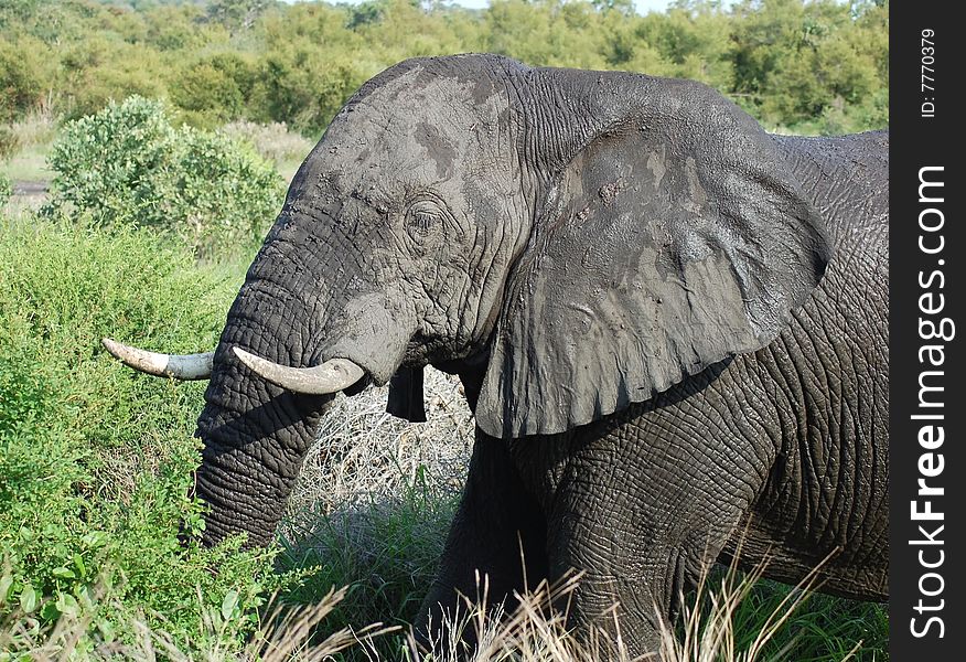 An African Elephant (Loxodonta africana) in the Kruger Park, South Africa. An African Elephant (Loxodonta africana) in the Kruger Park, South Africa.