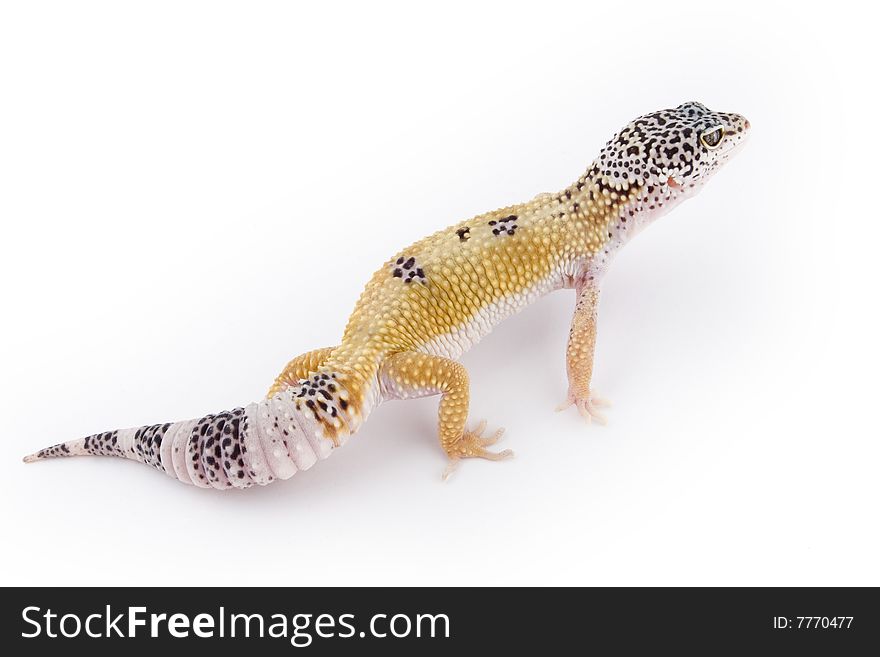 A Leopard Gecko isolated on a white background