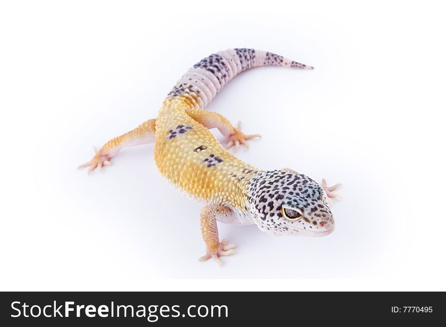 A Leopard Gecko isolated on a white background