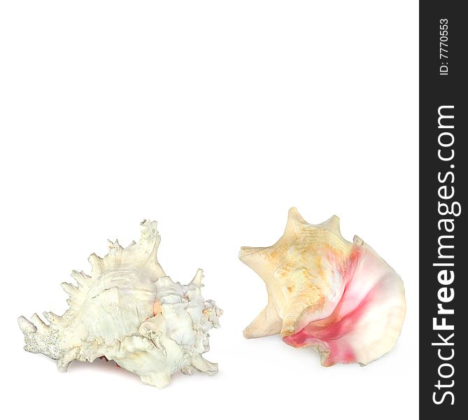 Two conch seashells, over white background. Two conch seashells, over white background.