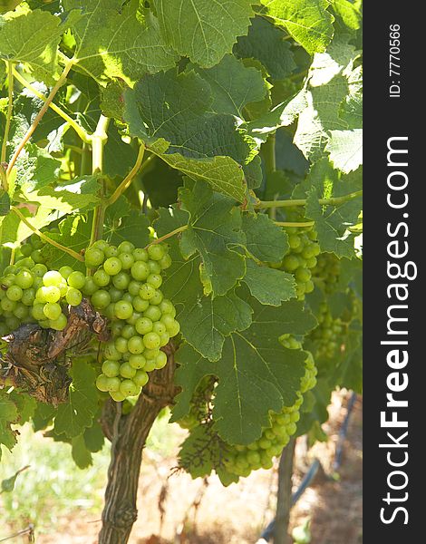 Ripening grapes in the vineyard on a summer day