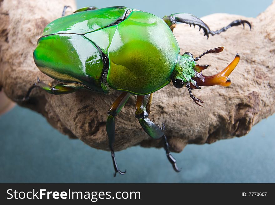 A Green Flower Beetle (Eudicella morgani) on an interesting piece of wood