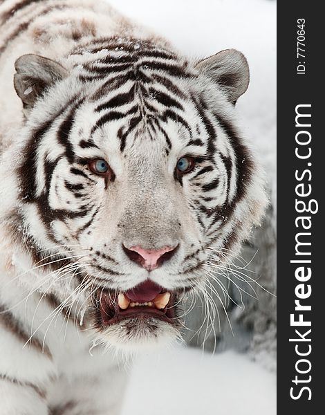 White tiger portrait. Novosibirsk ZOO