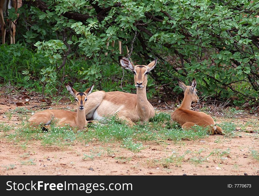 Impala Antelope In South Africa