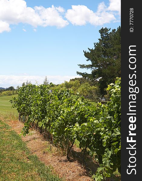 Ripening grapes in the vineyard on a summer day with fluffy clouds in the background