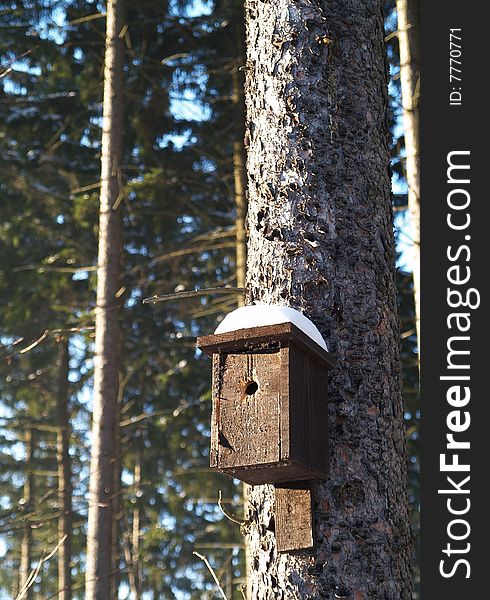 Bird box on spruce in detail