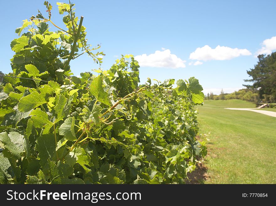 Vineyard On The Golf Course