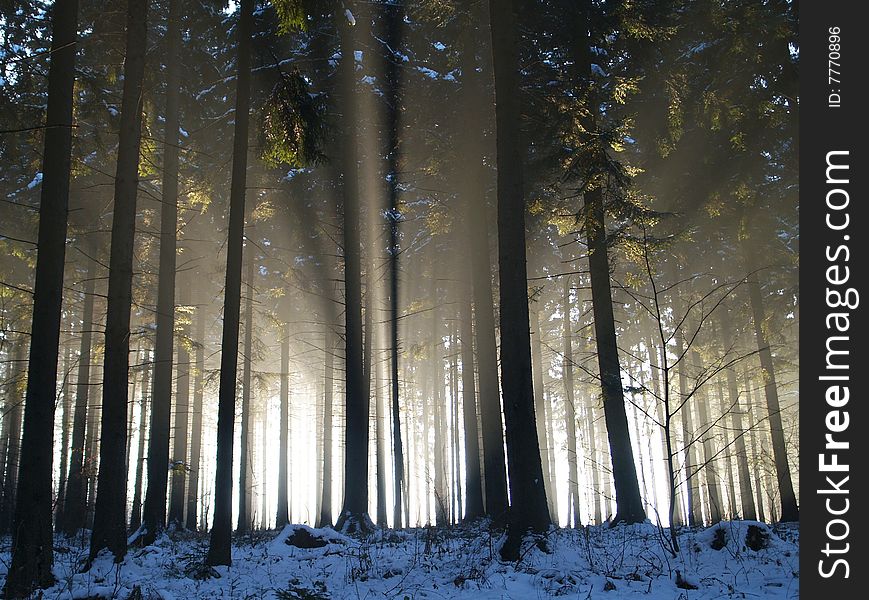 Sun beams in forest