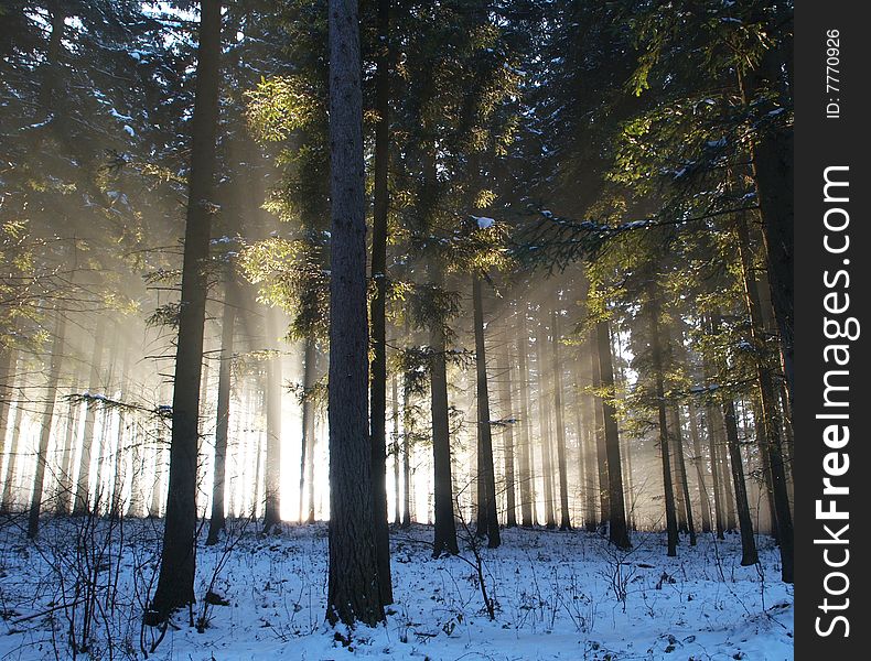 Sun beams in forest