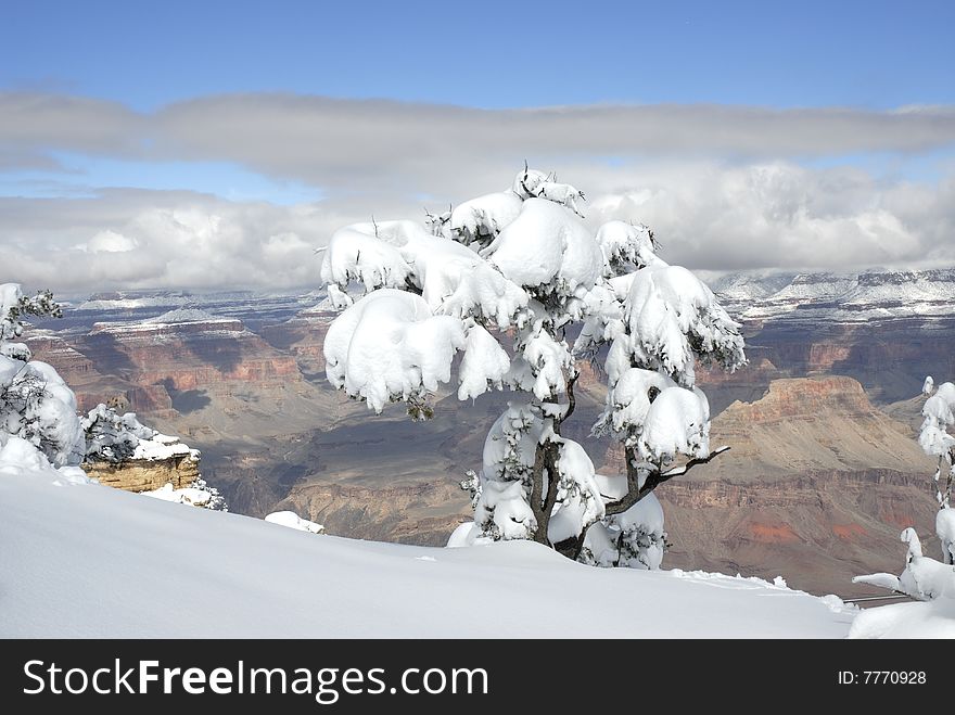 Snow covered tree overlooking the grand canyon