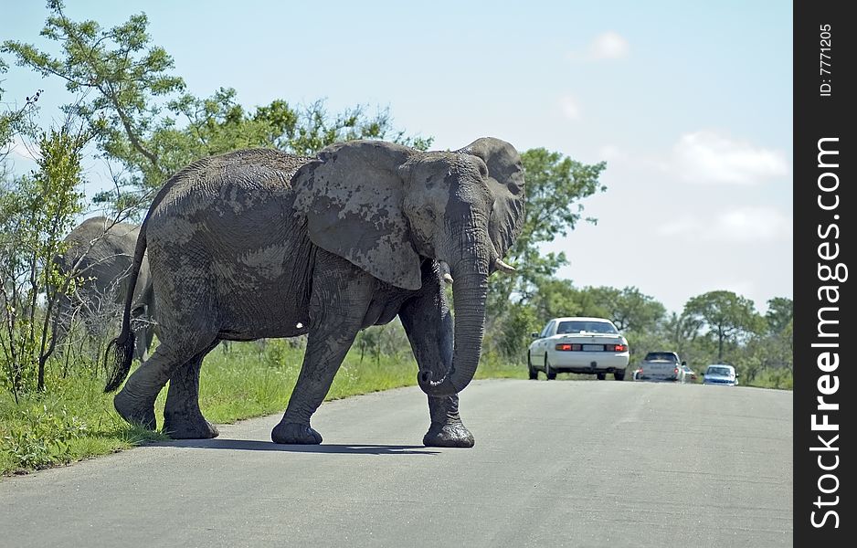 An African Elephant (Loxodonta africana) causing a traffic jam  in the Kruger Park, South Africa.