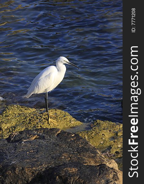 White heron by the sea