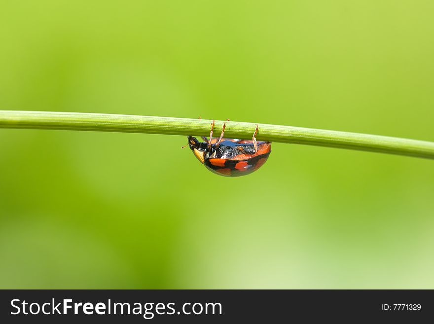 Ladybug On Grass Stem