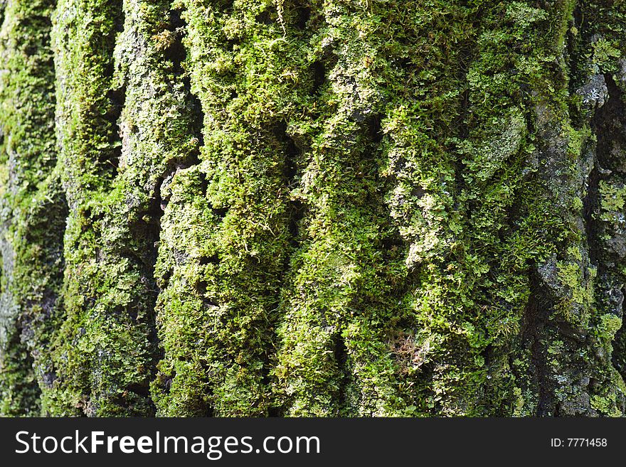 Moss on bark is lighted by sun