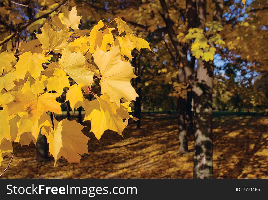 Autumn in park with gold maples. Autumn in park with gold maples