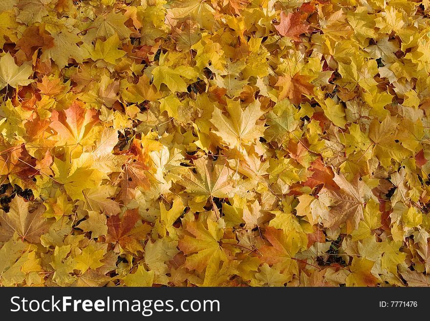 Gold maple fallen leaves background