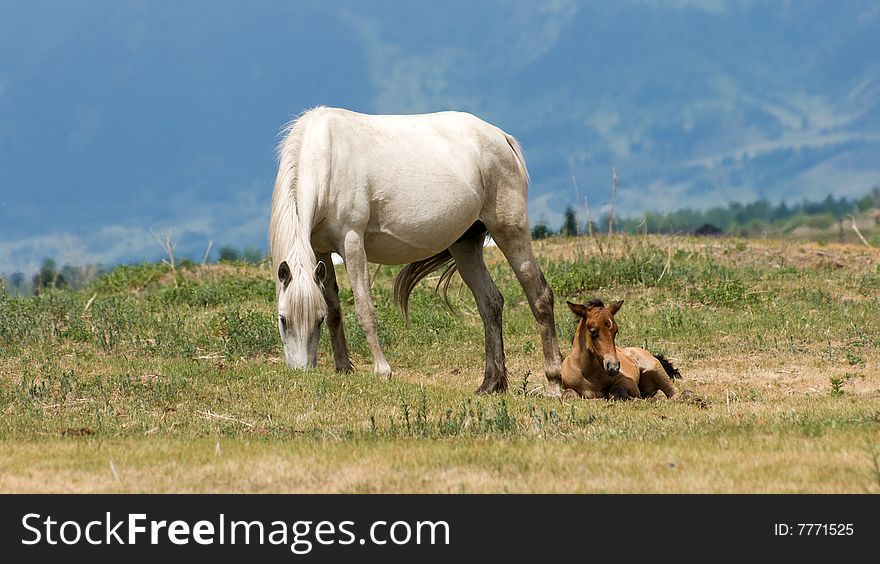 Horse with foal at mountains meadow