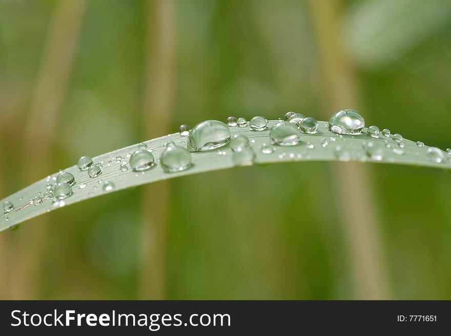 Rain dops on grass blade