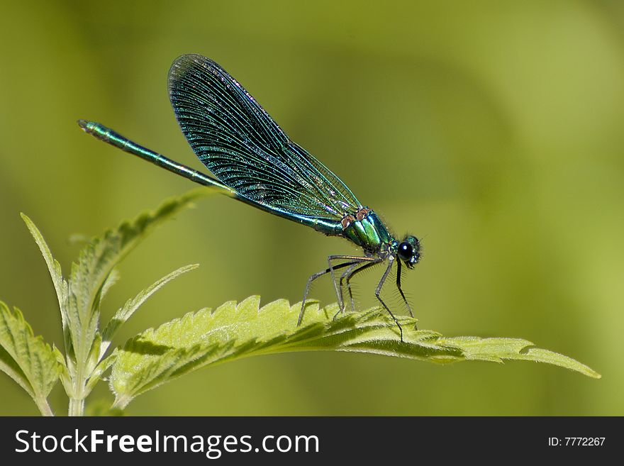 Emerald green dragonfly on a green background