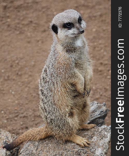 Meerkat (Suricata suricata)