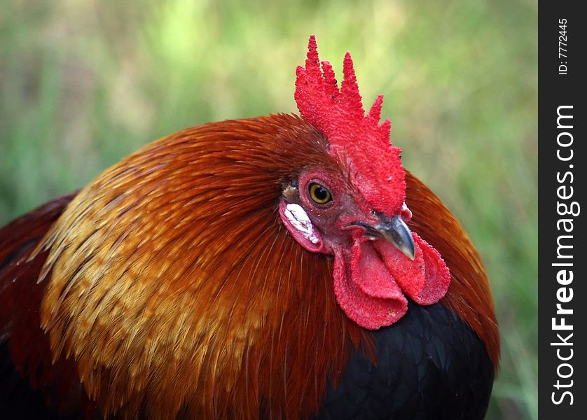 Close up image of Batan Rooster