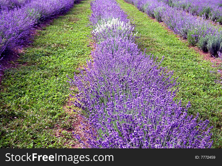 Gardens of lavender flowers grown to make all kinds of products. Gardens of lavender flowers grown to make all kinds of products