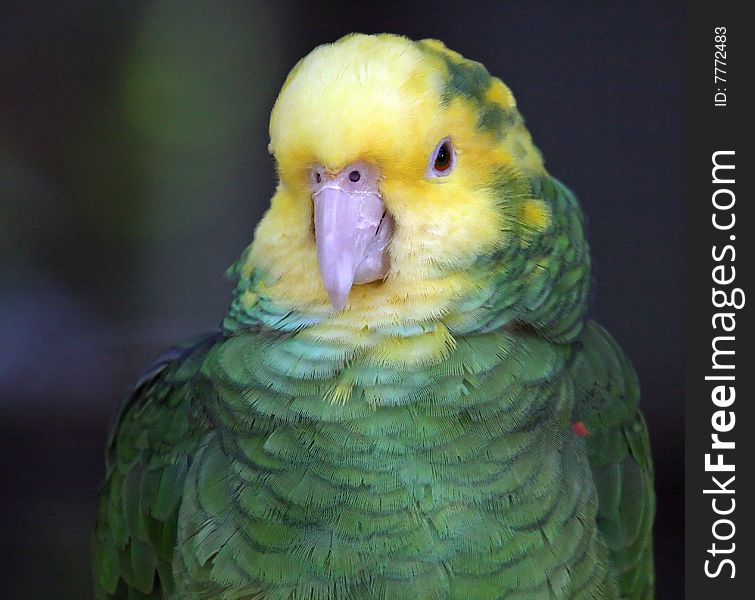 Close up of small colorful parrot. Close up of small colorful parrot