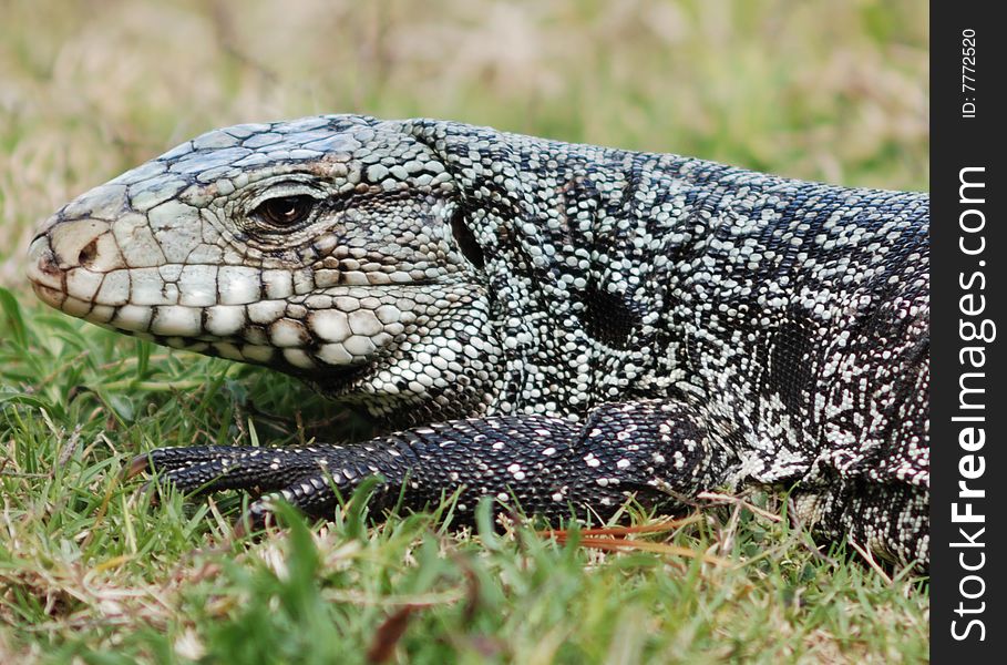 South American alligator specie (Tupinambis merianae). South American alligator specie (Tupinambis merianae)