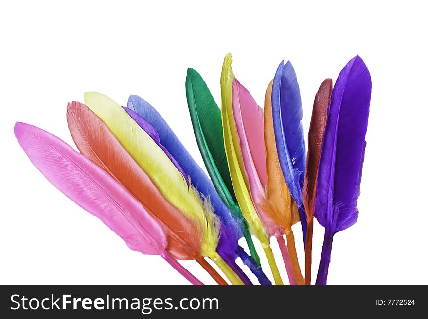 Bright cheerful and colorful feathers from a bird. Bright cheerful and colorful feathers from a bird