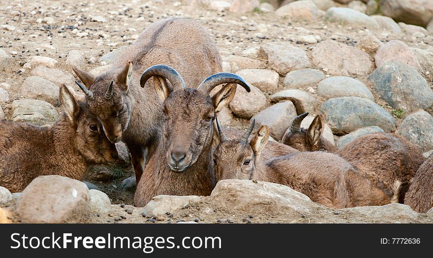 Family of Caucasian goats lie among stones.