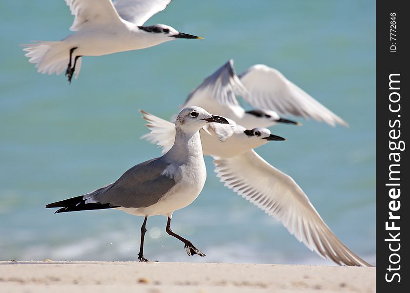 Sea Gull walk along beach as other birds fly by. Sea Gull walk along beach as other birds fly by.