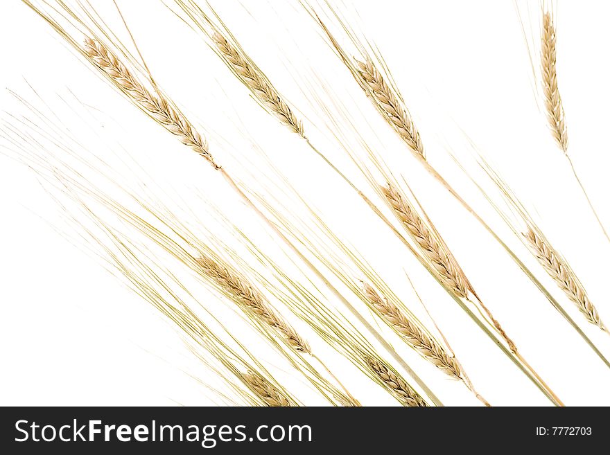 Wheat ears isolated on white background. Wheat ears isolated on white background