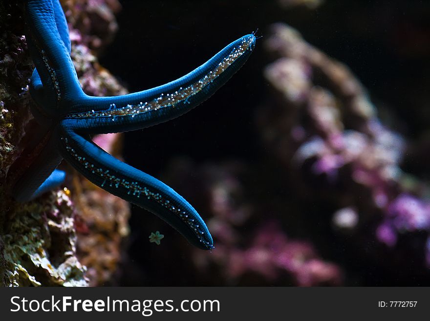 Blue Starfish.