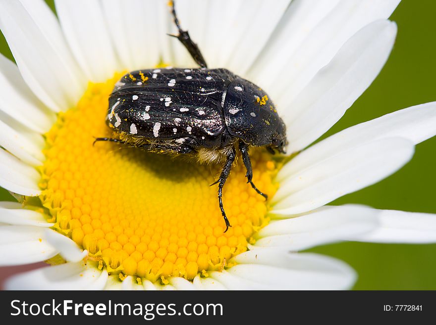 Blossom feeder (epicometis hirta) beetle on chamomile feeding nectar. Blossom feeder (epicometis hirta) beetle on chamomile feeding nectar