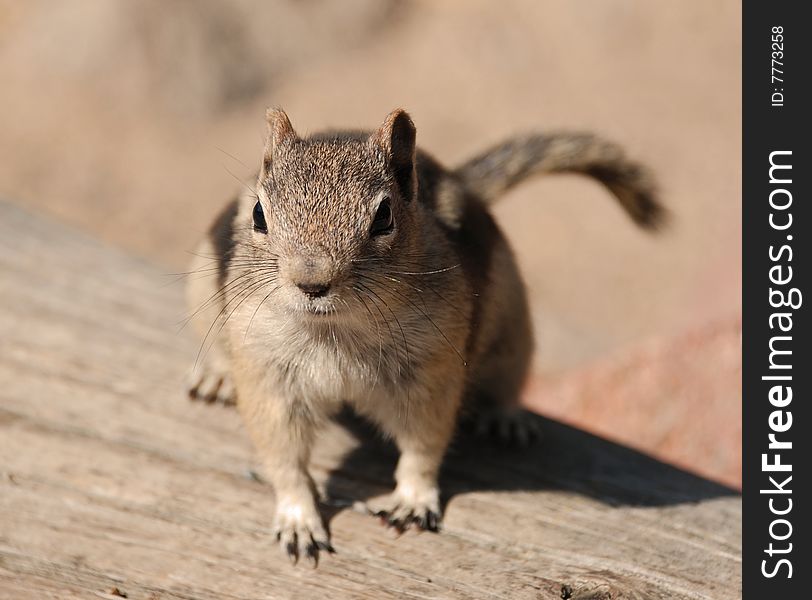 Chipmunk Sitting on a Log