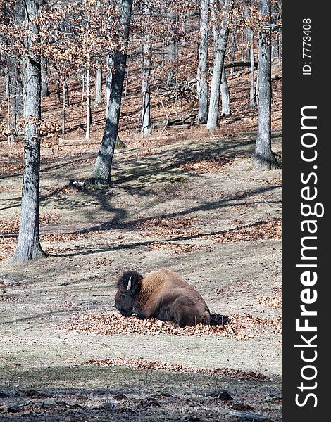 American bison resting in meadow. American bison resting in meadow