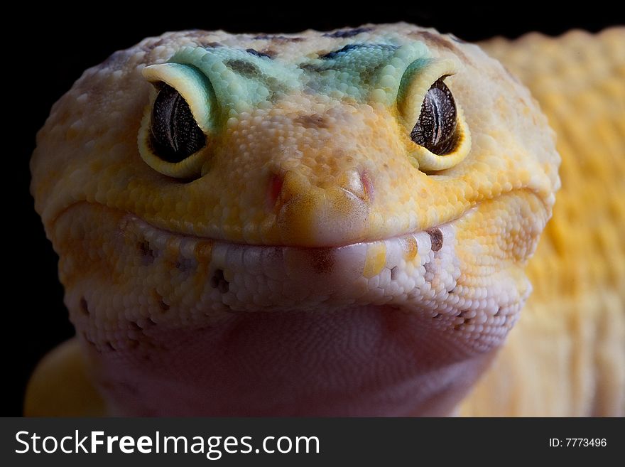 A leopard gecko is staring directly into the camera. A leopard gecko is staring directly into the camera.