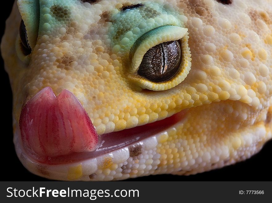 A leopard gecko is licking his lips. A leopard gecko is licking his lips.