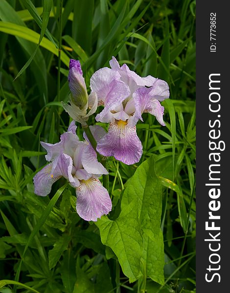 Violet flowers of an iris with a bright green grass