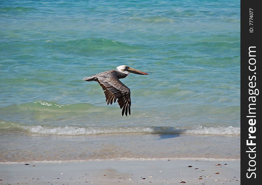 Pelican Flying over the Beach