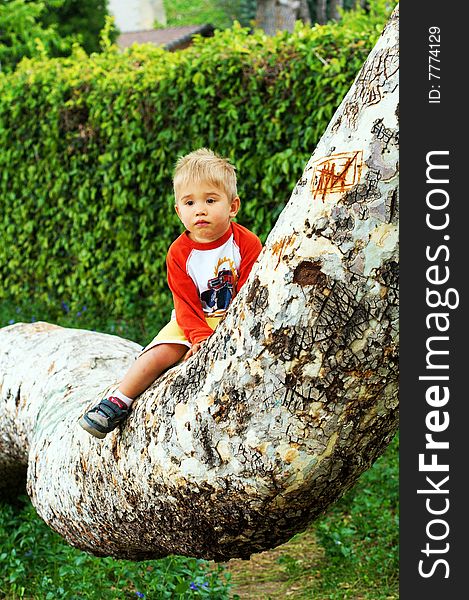 Boy Sitting On A Tree